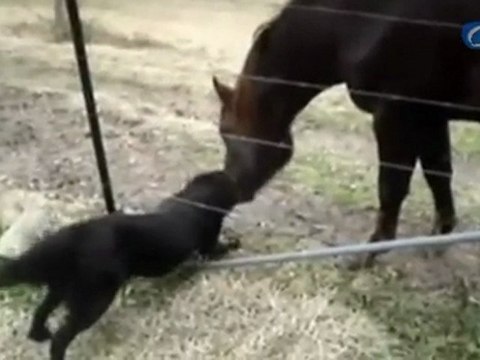 Los increíbles juegos de un perro y un caballo