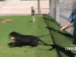 La increíble destreza y flexibilidad de un puma