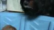 Cavalier King Charles Spaniel Puppies - 3 Weeks Old