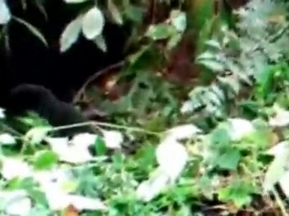 Bebé gorila aprendiendo a ser mayor