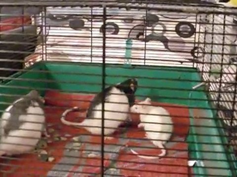 Intégration Zedd, Yela & Bebop 2