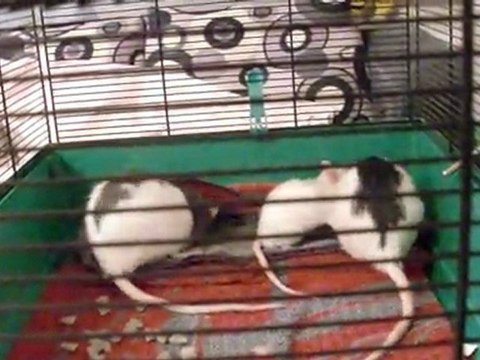 Intégration Zedd, Yela & Bebop 3