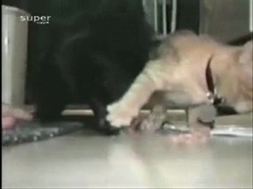 Cachorro Tentando Pegar Comida do Gato