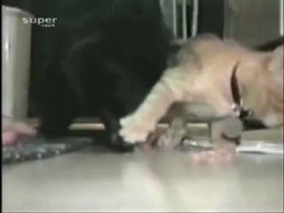 Cachorro Tentando Pegar Comida do Gato