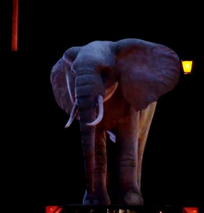 Lyon 8/12/11 Eléphant