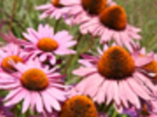 How to plant perennials