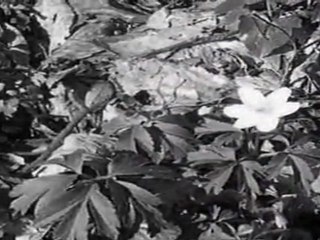 Damien Saez Les printemps