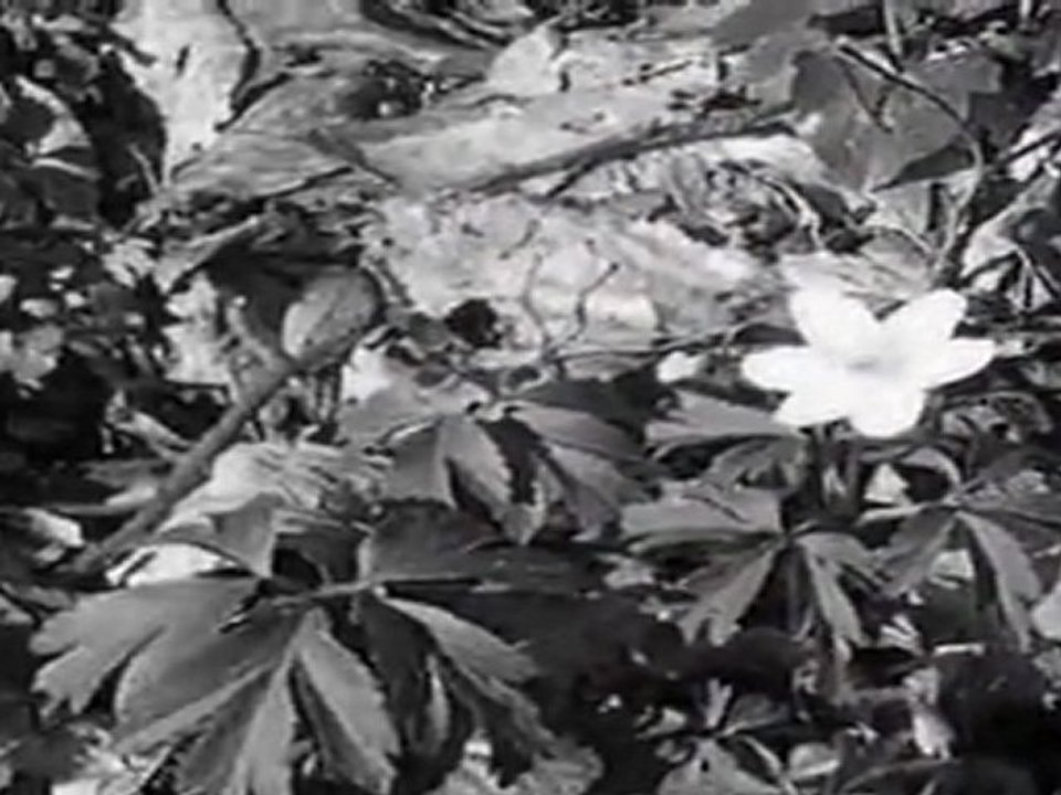 Damien Saez Les printemps