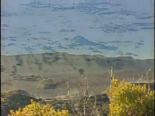 Dominique Barret - A l_ombre des palmiers -