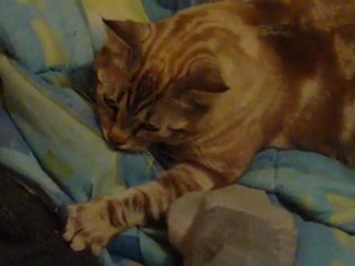 mon chat prend la couette pour sa mere...