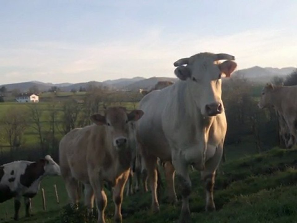 la ferme Oihanalde