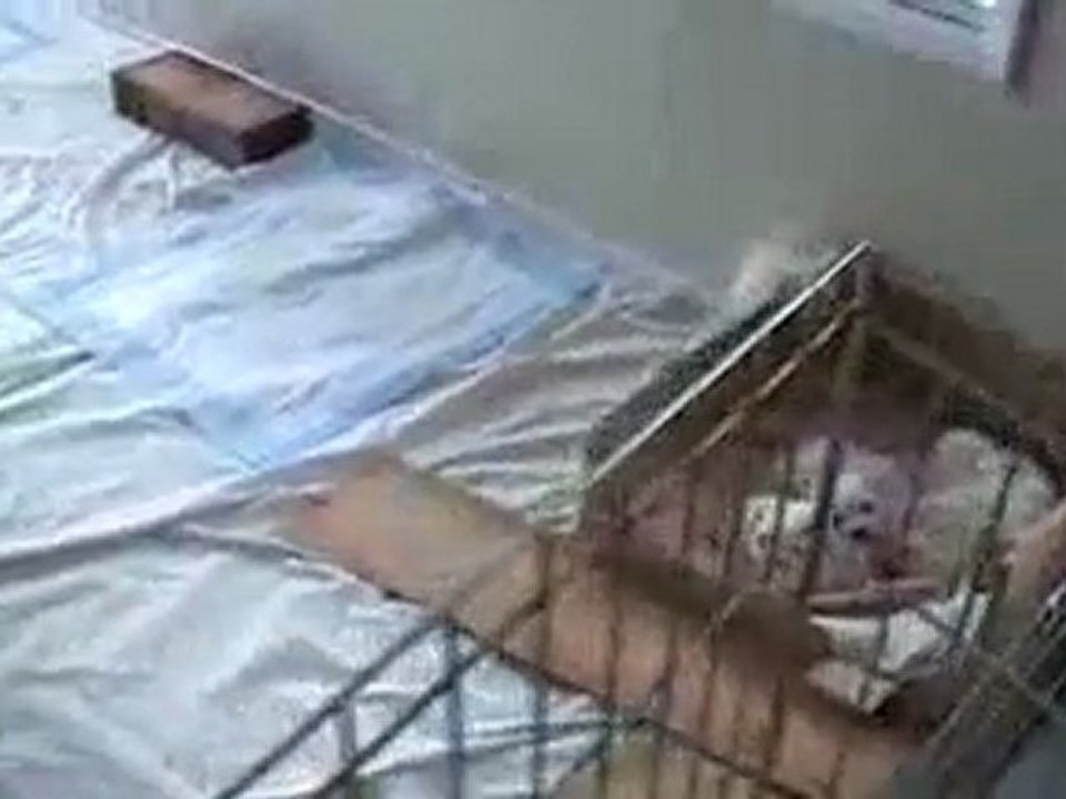 CUTE PUPPIES - 6 Weeks Old- Nursing from their Uncle