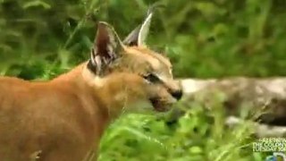 Discovery Channel Speed of Life Part 115 [HD]