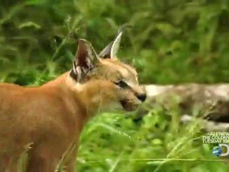 Discovery Channel Speed of Life Part 115 [HD]