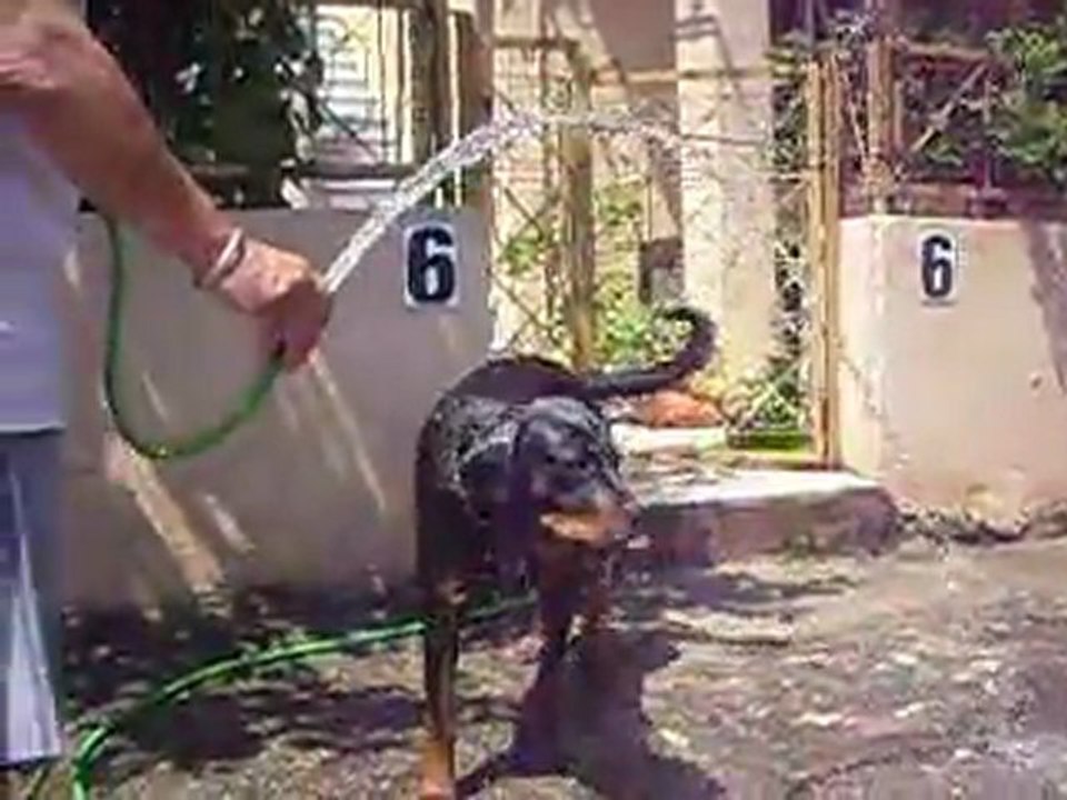 rottweiler ''tina''