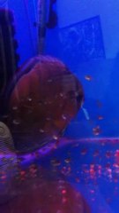 amanah f0 + hekel turkuaz bebeler