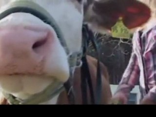 Luna, una vaca de carreras que salta vallas