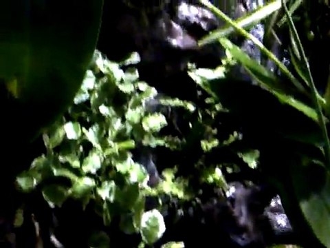 VID-20111228-00038
