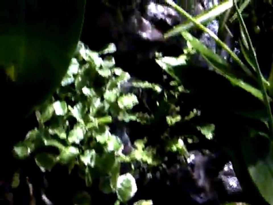VID-20111228-00038