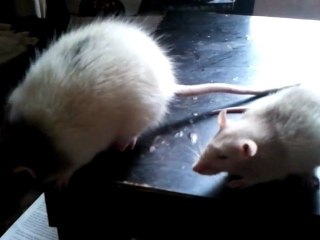 video-2011-12-28-11-41-23 rencontre albatar miimé n°1