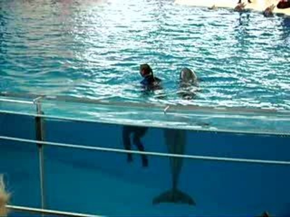 Dolphin show a Baltimore