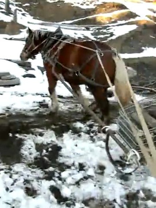 Ruby attelé au traineau " Le Chamois" de corvée de bûches