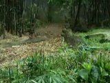 Tres cachorritos de tigre de Sumatra
