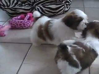 petit mâle d'Escapade à 6 semaines II