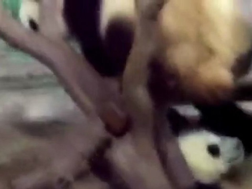 El despertar de un Panda