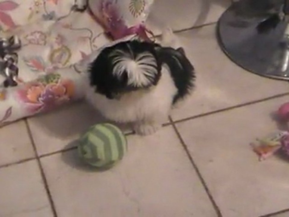 les aventures des bébés shih tzu