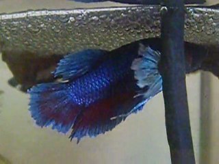 Repro du 26 décembre 2011 plakat big ears