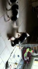 bébés Enouchka/Fly 5 semaines