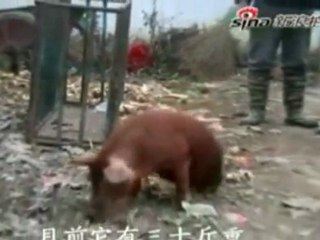 Un cerdo que camina usando sólo las patas delanteras