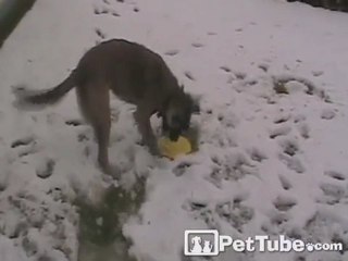Dog Saves Snowed-In Frisbee