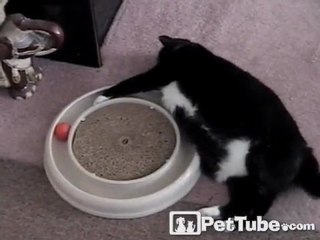 Kitty Playing Laziest Ball Game