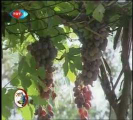 Haber Anadolu - 10.10.2009