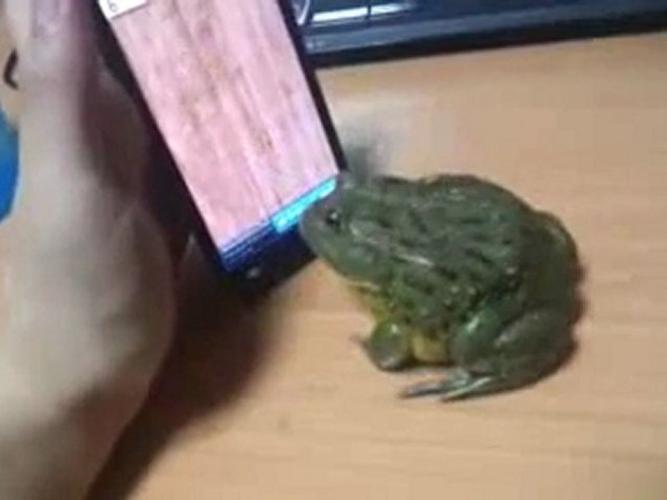 Ant Smasher Pacman Frog catch some touch screen bugs
