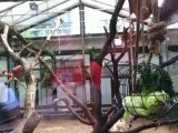 ape in cage YouTube largest Vlog ephemeral8 aka Avi Rosen ZOO Koln