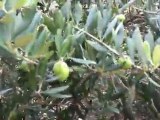עצים בטכניון   Olive trees full of olives