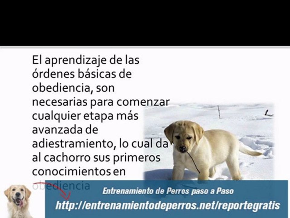 Como Adiestrar a un Cachorro : Adiestramiento Canino