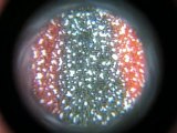 x60 zoom on surface using mobile phone microscope