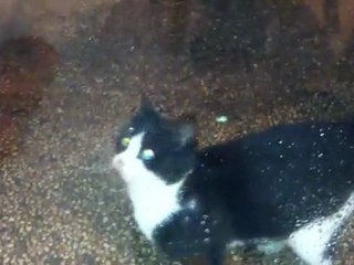 The performance of the ginger cat and bright eyes family