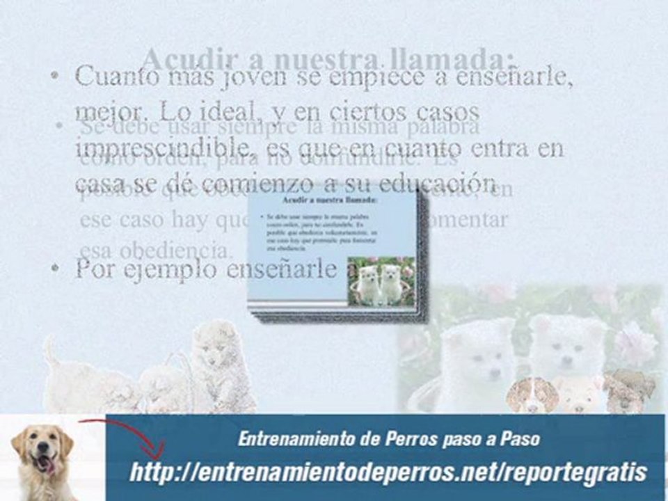 Adiestramiento de Cachorros : Adiestramiento de Perros