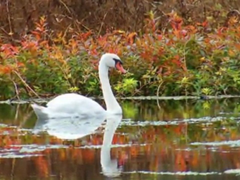 FARID FARJAD-KASIMDA AŞK BAŞKADIR