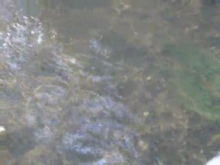 saumon 2011 finistére