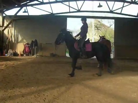 kiki jument frisonne a vendre