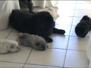 Bébés d' Elysée à 1 mois