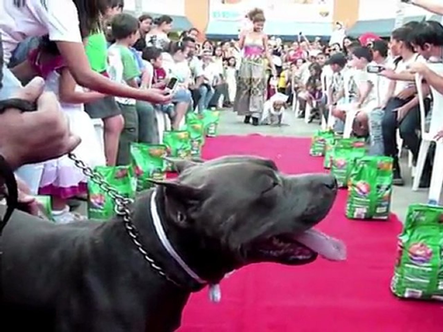 ⁣Surfende Hunde und freche Gorillas: Verrückte Tierwelt 2011