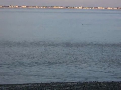 Phoque nageant avec le courant, dans la baie de Somme