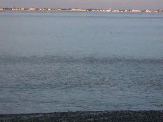 Phoque nageant avec le courant, dans la baie de Somme